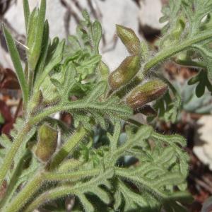 Photographie n°1321129 du taxon Teucrium botrys L. [1753]