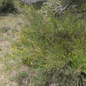 Photographie n°1321255 du taxon Genista cinerea (Vill.) DC. [1805]