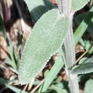 Photographie n°1323324 du taxon Stachys germanica L. [1753]