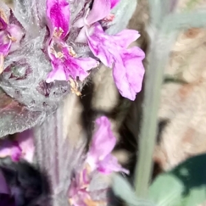 Photographie n°1323326 du taxon Stachys germanica L. [1753]