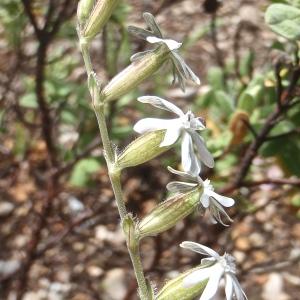 Photographie n°1323354 du taxon Silene nocturna proles brachypetala (Robill. & Castagne ex DC.) Rouy & Foucaud [1896]