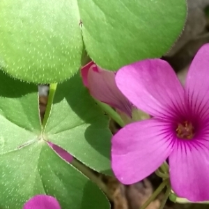 Photographie n°1323722 du taxon Oxalis articulata Savigny [1798]