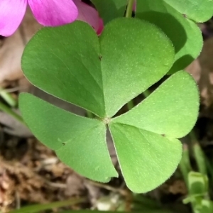 Photographie n°1323723 du taxon Oxalis articulata Savigny [1798]