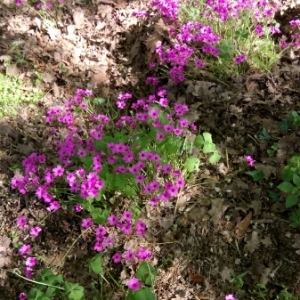 Photographie n°1323724 du taxon Oxalis articulata Savigny [1798]