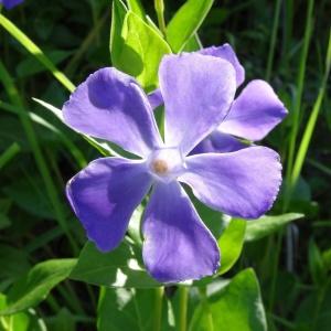 Photographie n°1327834 du taxon Vinca major subsp. major 