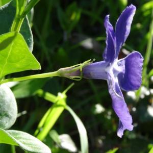 Photographie n°1327850 du taxon Vinca major subsp. major 