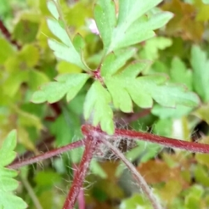 Photographie n°1328001 du taxon Geranium purpureum Vill. [1786]