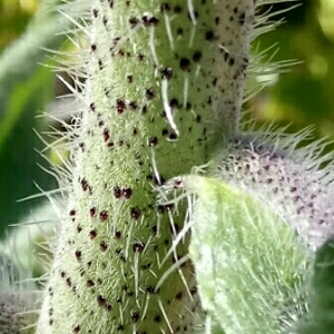 Photographie n°1328058 du taxon Echium vulgare L. [1753]