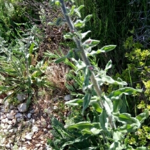 Photographie n°1328060 du taxon Echium vulgare L. [1753]