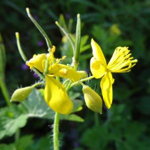 Photographie n°1328333 du taxon Chelidonium majus subsp. majus 