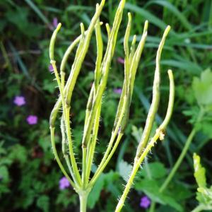 Photographie n°1328345 du taxon Chelidonium majus subsp. majus 