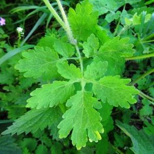 Photographie n°1328378 du taxon Chelidonium majus subsp. majus 