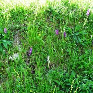 Photographie n°1329001 du taxon Orchis mascula subsp. mascula 