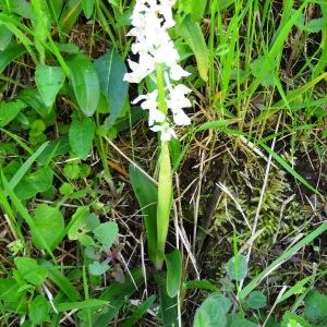 Photographie n°1329024 du taxon Orchis mascula subsp. mascula 