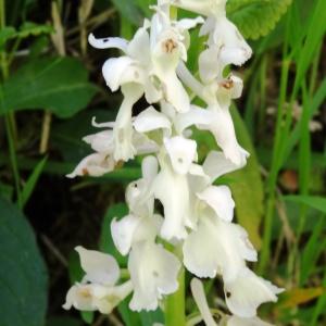 Photographie n°1329039 du taxon Orchis mascula subsp. mascula 