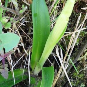 Photographie n°1329048 du taxon Orchis mascula subsp. mascula 