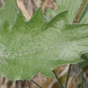 Photographie n°1329058 du taxon Centaurea pectinata L. [1763]