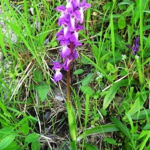 Photographie n°1329066 du taxon Orchis mascula subsp. mascula 