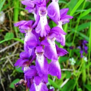 Photographie n°1329075 du taxon Orchis mascula subsp. mascula 