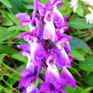 Photographie n°1329088 du taxon Orchis mascula subsp. mascula 