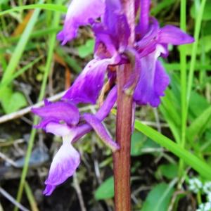 Photographie n°1329099 du taxon Orchis mascula subsp. mascula 