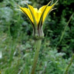 Photographie n°1329500 du taxon Tragopogon pratensis subsp. pratensis 