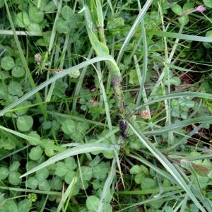 Photographie n°1329515 du taxon Tragopogon pratensis subsp. pratensis 