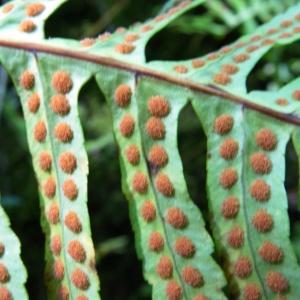 Photographie n°1329661 du taxon Polypodium cambricum L. [1753]