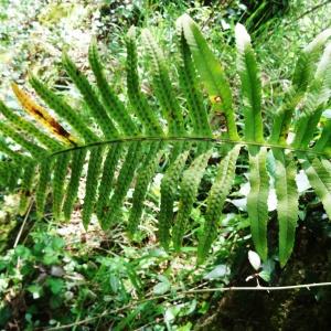 Photographie n°1329684 du taxon Polypodium cambricum L. [1753]