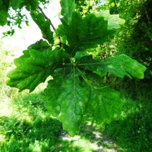 Photographie n°1329823 du taxon Quercus robur L. [1753]