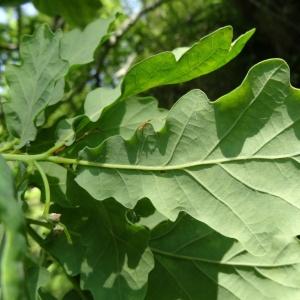 Photographie n°1329838 du taxon Quercus robur L. [1753]