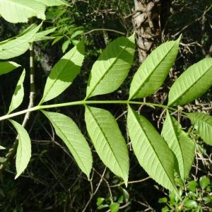 Photographie n°1330001 du taxon Fraxinus excelsior L. [1753]