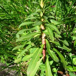 Photographie n°1330133 du taxon Euphorbia amygdaloides subsp. amygdaloides 