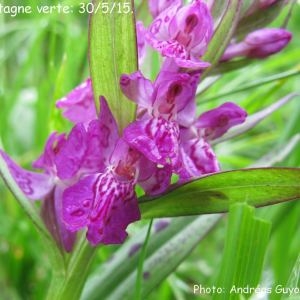 Photographie n°1331286 du taxon Dactylorhiza majalis subsp. alpestris (Pugsley) Senghas [1968]