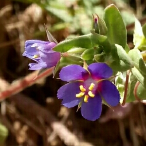 Photographie n°1332427 du taxon Lysimachia arvensis subsp. caerulea (Hartm.) B.Bock