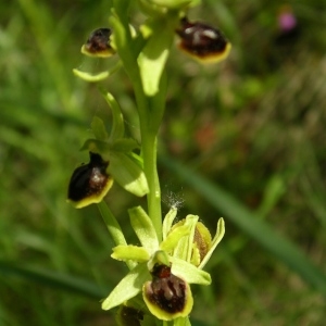 Photographie n°1332959 du taxon Ophrys virescens Philippe [1859]
