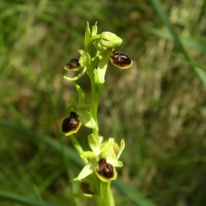 Ophrys virescens Philippe (Ophrys verdissant)