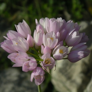 Photographie n°1333004 du taxon Allium roseum L. [1753]