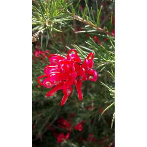 Grevillea rosmarinifolia A.Cunn.