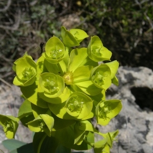 Photographie n°1333135 du taxon Euphorbia nicaeensis All. [1785]