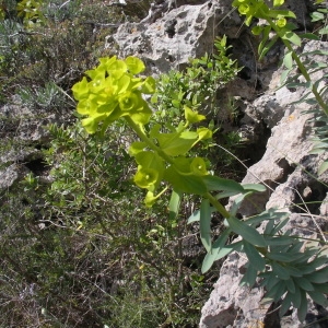 Photographie n°1333136 du taxon Euphorbia nicaeensis All. [1785]