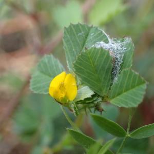 Medicago orbicularis (L.) Bartal. subsp. orbicularis (Luzerne orbiculaire)