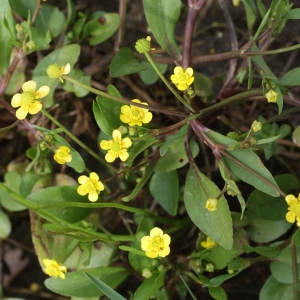 Photographie n°1336266 du taxon Ranunculus ophioglossifolius Vill. [1789]