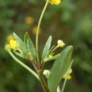 Photographie n°1336315 du taxon Ranunculus ophioglossifolius Vill. [1789]