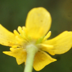 Photographie n°1336330 du taxon Ranunculus ophioglossifolius Vill. [1789]