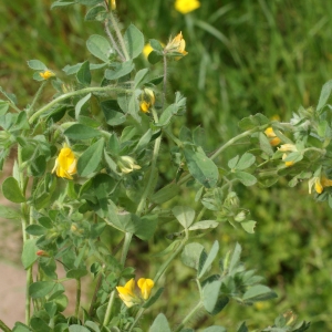 Photographie n°1337652 du taxon Lotus angustissimus L. [1753]