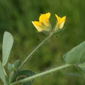 Photographie n°1337674 du taxon Lotus angustissimus L. [1753]