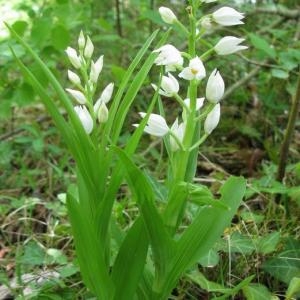 Photographie n°1339848 du taxon Cephalanthera longifolia (L.) Fritsch [1888]