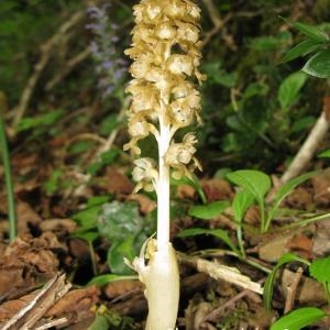 Photographie n°1339850 du taxon Neottia nidus-avis (L.) Rich. [1817]