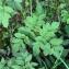  Alain Bigou - Angelica sylvestris subsp. sylvestris 